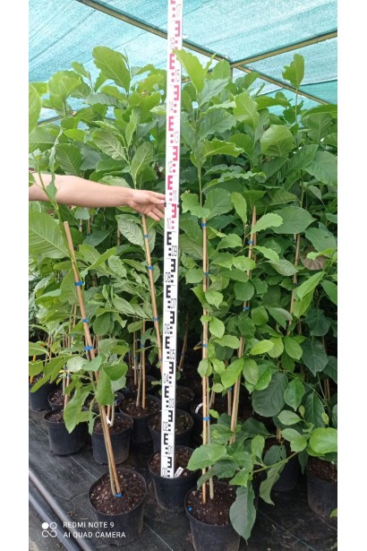 Магнолия кобус_3л/вис.150-160см/Ø25-30см